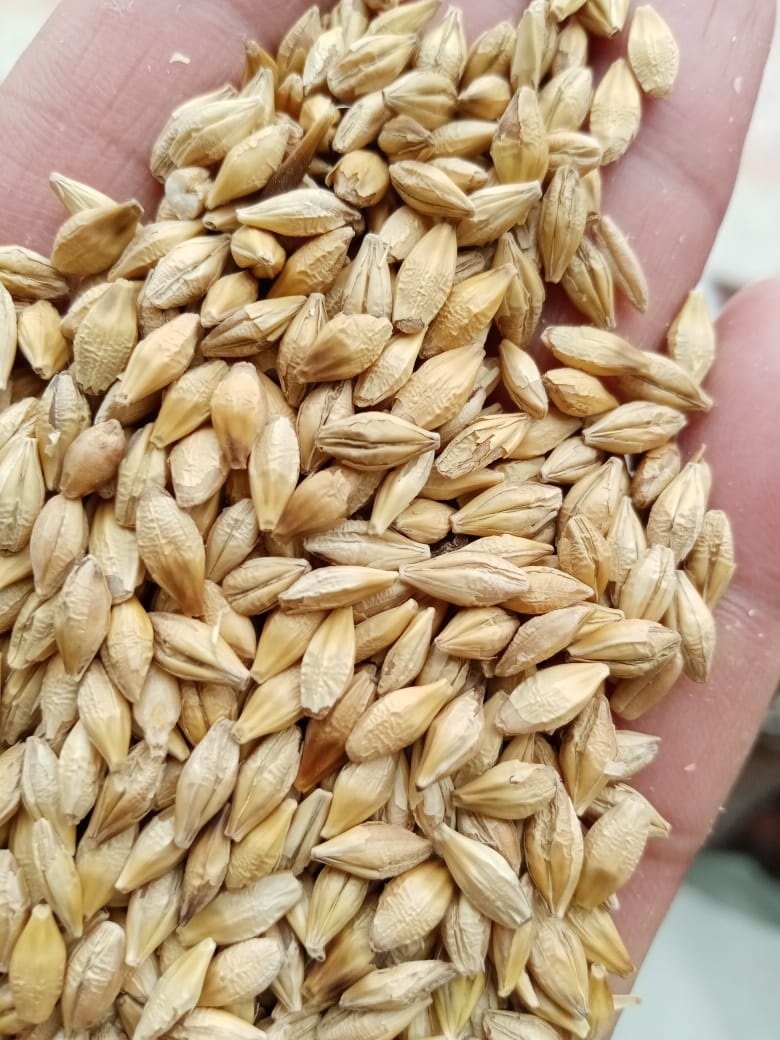barley شعير
