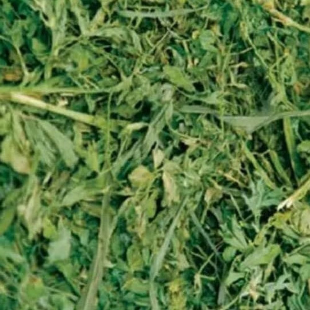 برسيم (جت) - الصورة 3